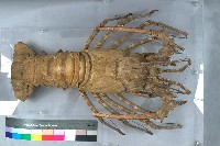 Tropical Rock Lobster Collection Image, Figure 1, Total 6 Figures